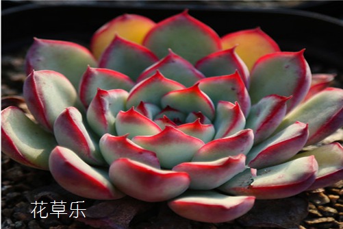 动漫怎么赚钱2021国产va在线，揭秘动漫产业的盈利模式与商业策略