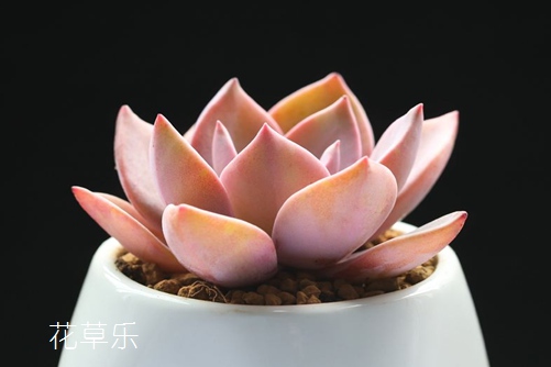 宾得K3镜头选择，解锁摄影艺术的无限可能